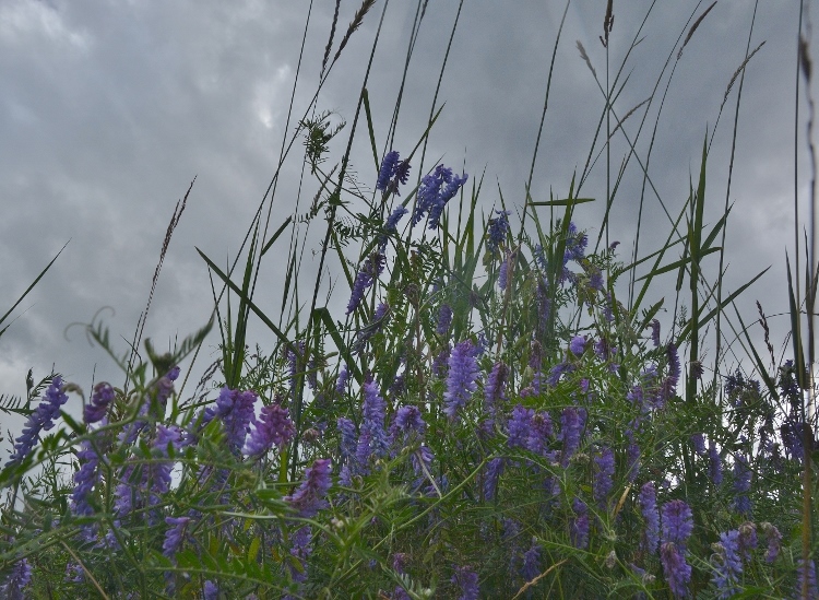 wildflowers